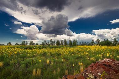 Buffalo Park