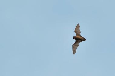 University of Florida Bat Houses (at the Florida Museum of Natural History)