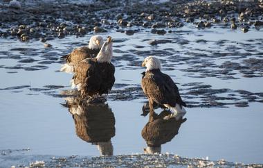 Enjoy wildlife watching in Saint James Bay State Marine Park