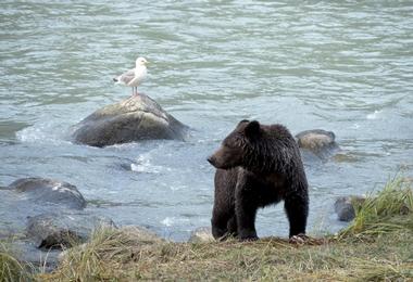 Go on a tour with Rainbow Glacier Adventures LLC