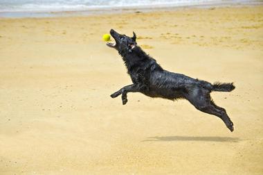 Huntington Dog Beach