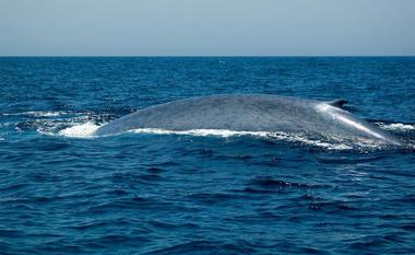 Festival of Whales