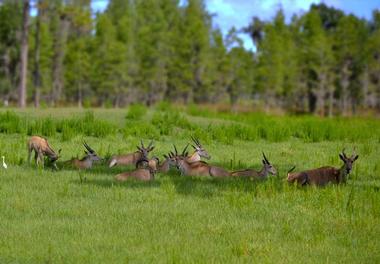 Safari Wilderness Ranch 