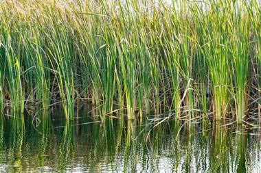 Stroll along the wetlands boardwalk in the River's Edge Natural Area