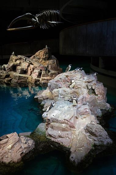 New England Aquarium