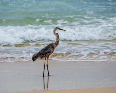 Alabama Point East