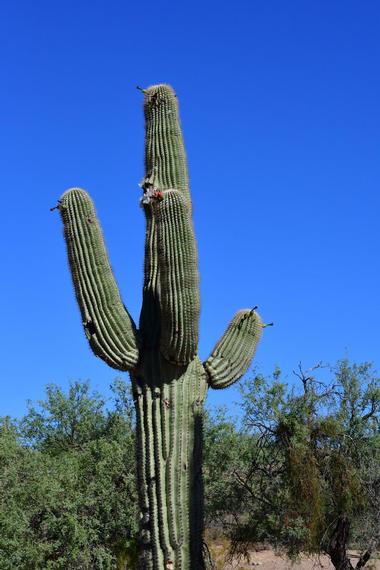 Granite Mountain Trail 261