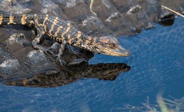 Charlotte Harbor Environmental Center