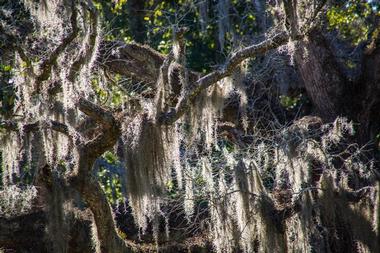 Old Live Oak Cemetery