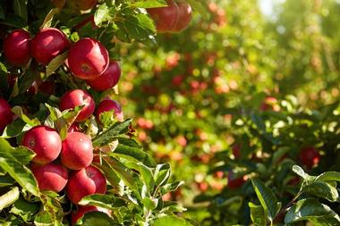 Beatty's Miller Canyon Apiary and Orchard