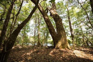 Lake Jackson Mounds Archaeological State Park