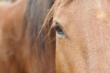 Go horseback riding at Flying E Ranch