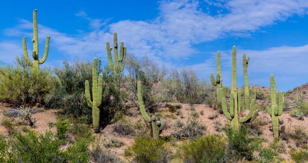 14 Best Things to Do in Wickenburg, AZ