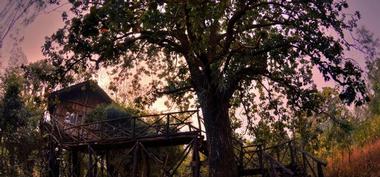 Tree House Hideaway, Madhya Pradesh, India