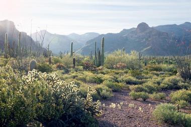 Organ Pipe Cactus National Monument