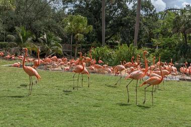 Busch Gardens Tampa, Florida