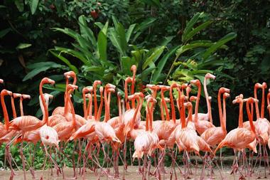 Sarasota Jungle Gardens