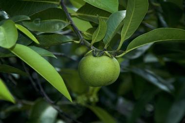 The Manchineel Tree