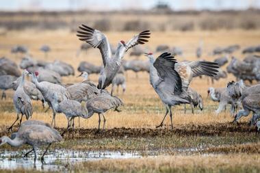 Monte Vista National Wildlife Refuge