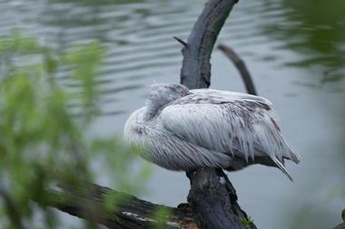 St. Vincent National Wildlife Refuge