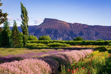 Grand Junction, Colorado