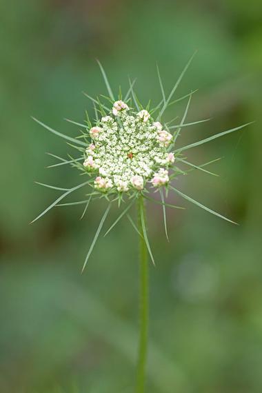 Apple River Canyon State Park