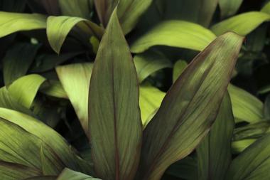 Nature Coast Botanical Gardens and Nursery