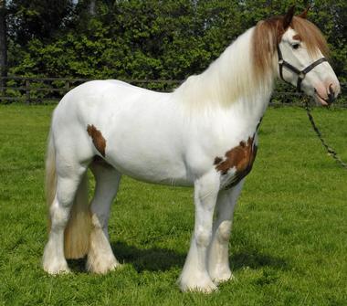 Gypsy Gold Horse Farm