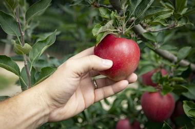 Edwards Apple Orchard