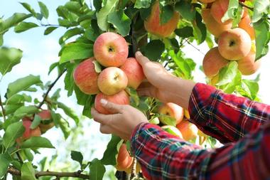 Willowbrook Apple Farm