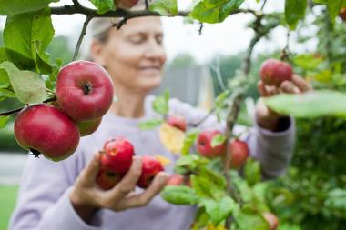 Heinz Orchard