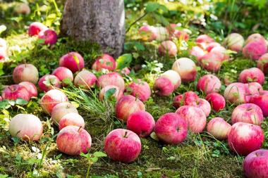 Honey Hill Orchard