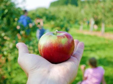 Liberty Apple Orchard