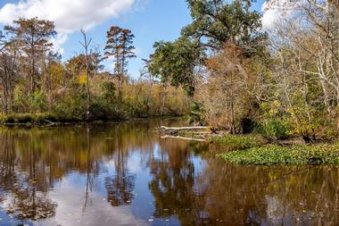 Swamp Tours