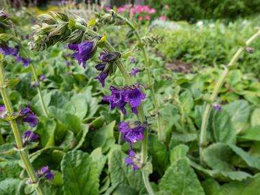 Long's Gardens, Boulder