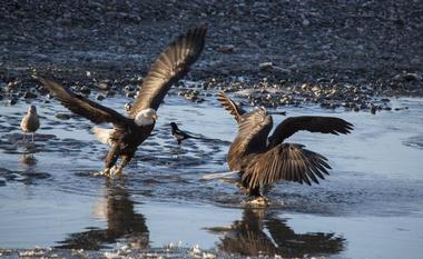 Alaska Chilkat Bald Eagle Preserve