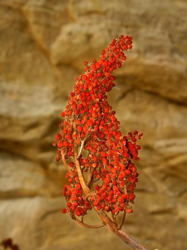 Buffalo Rock State Park