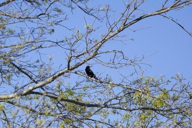 Palmetto Island State Park