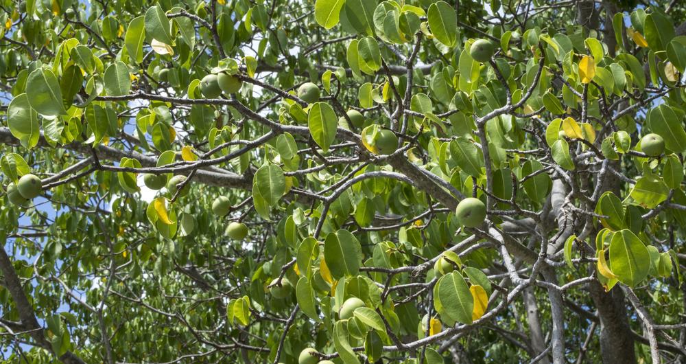 Manchineel Tree