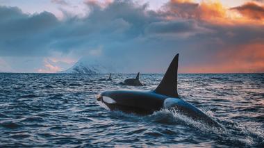 Orca