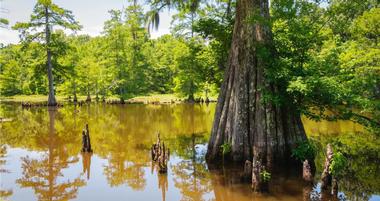 25 Mississippi Parks