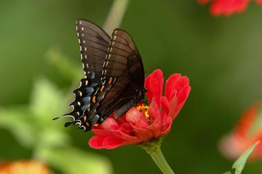 Mobile Botanical Gardens