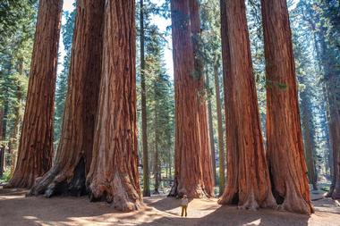 Redwood Forests