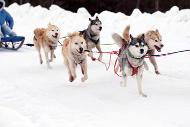 Pagosa Dog Sled Adventures Delight