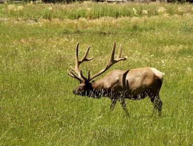 Rocky Mountain Wildlife Park