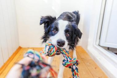 JB’s Indoor Dog Parks, Norwell and Kingston, MA