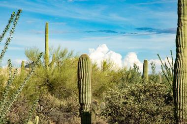 Catalina State Park