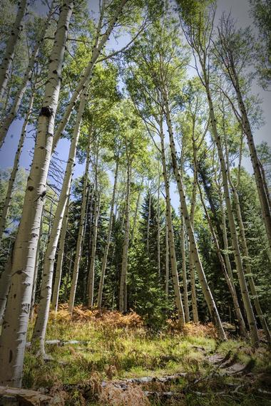 Coconino National Forest