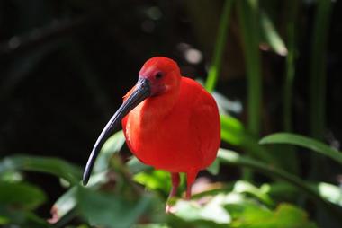 Bermuda Aquarium, Natural History Museum & Zoo (BAMZ)