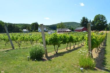 Rosedale Farms & Vineyards